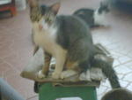 Tam &amp; Bulat - Domestic Short Hair Cat