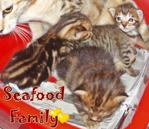 Kerang (From Seafood Family) - Bengal Cat