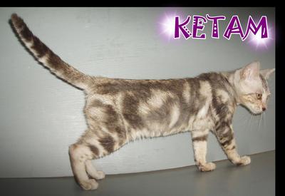 Ketam - Bengal Cat