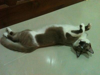 Kitam - Siamese Cat