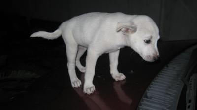 I Just Adopted A Dog And She Seems Sad I Just Adopted A Dog And She Seems Sad