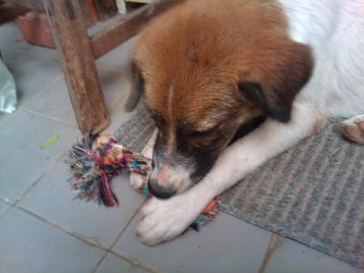 Patches - Mixed Breed Dog