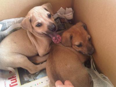 2 Puppies For Adoption - Mixed Breed Dog