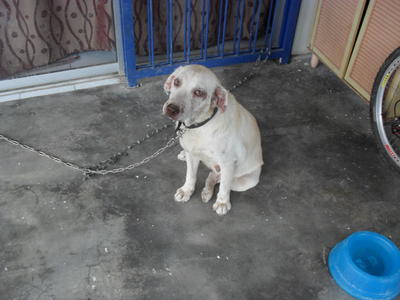 Serene The Doormat - Labrador Retriever Dog