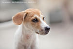 Gogo (Adopted) - Mixed Breed Dog
