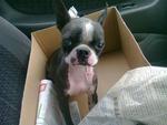 Alyssa - Boston Terrier Dog