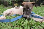 Getting used to a leash. I had bad experience with them while I was abused and abandoned.