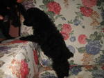 Black Poodle Puppy - Poodle Dog