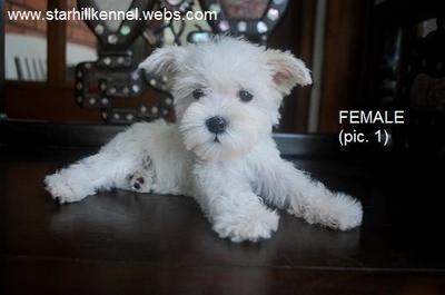Taiwanline Female White Schnauzer  - Schnauzer Dog