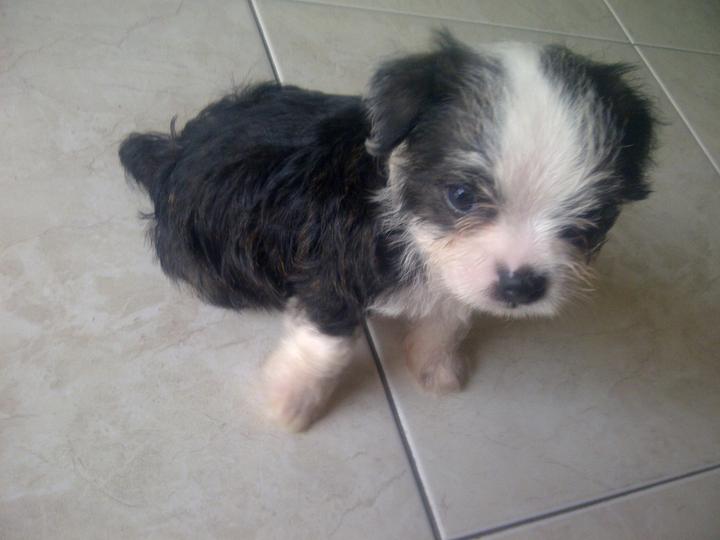 boston terrier and shih tzu bailey the boston terrier shih tzu mix boshih at 2 years m5x eu boston terrier and shih tzu bailey the boston terrier shih tzu mix boshih at 2 years m5x eu