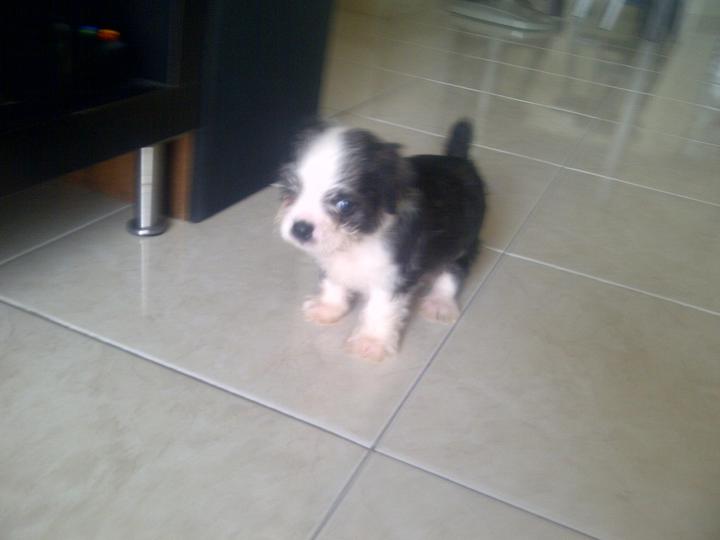 boston terrier x shih tzu boston terrier shih tzu puppy adopted 6 years 1 month boshih boston terrier x boston terrier x shih tzu boston terrier shih tzu puppy adopted 6 years 1 month boshih boston terrier x