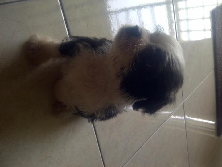boston terrier x shih tzu boston terrier shih tzu puppy adopted 6 years 1 month boshih boston terrier x boston terrier x shih tzu boston terrier shih tzu puppy adopted 6 years 1 month boshih boston terrier x