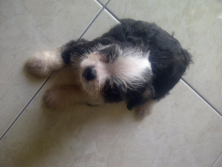 boston terrier x shih tzu boston terrier shih tzu puppy adopted 5 years 10 months boshih boston terrier x boston terrier x shih tzu boston terrier shih tzu puppy adopted 5 years 10 months boshih boston terrier x