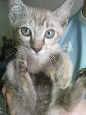 Miu Miu, Brownie & Tiger - Domestic Medium Hair Cat