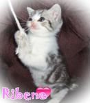 Ribena (Sold) - British Shorthair Cat