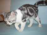 Ribena (Sold) - British Shorthair Cat