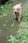 Jessie - Mixed Breed Dog