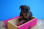 Miniature Pinscher - Miniature Pinscher Dog