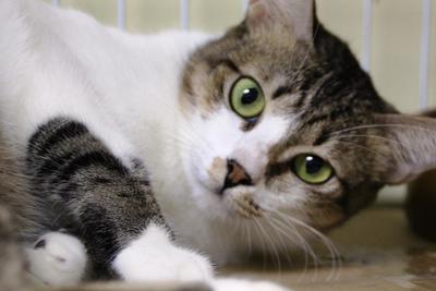 X   (Adopted) P.S - Adult A  - Domestic Short Hair Cat