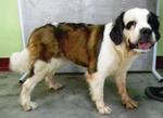 Jill - Saint Bernard Dog