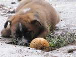Coco loves to play with the orange stress ball =)