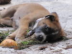 Coco loves to chew on bone..nyum!!!