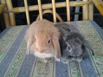 Pasangan Anak Arnab - Bunny Rabbit Rabbit