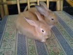 Pasangan Anak Arnab - Bunny Rabbit Rabbit
