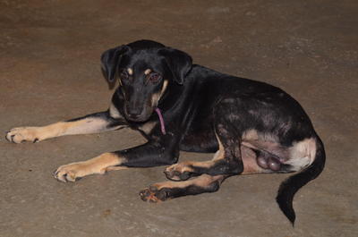 Nicholas - Rottweiler Mix Dog