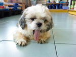 PF30767 - Shih Tzu Dog