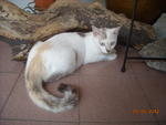 Princess - Domestic Short Hair Cat