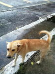 James, 2 years old mongrel, male, very friendly and protective