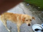 Lucy, 2 years old mongrel cross, short tail, female, very friendly and manja