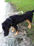 Martin, 1+ year old, rottweiler cross, male, abandoned by owner, very loving and friendly