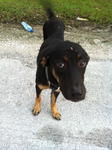 Martin, 1+ year old, rottweiler cross, male, abandoned by owner, very loving and friendly