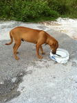 Nash, 5mth old mongrel pup, male, very loving and friendly
