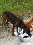 Tiger, 5mth old mongrel pup, male, very loving and friendly