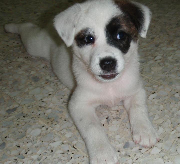 pomeranian spitz mix puppies 404 page not found pomeranian spitz mix puppies 404 page not found