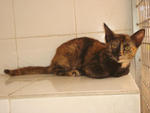 Bitty - Domestic Short Hair Cat