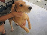 Macho - Terrier Mix Dog