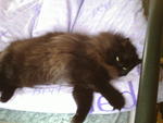 Spyder - Domestic Long Hair Cat
