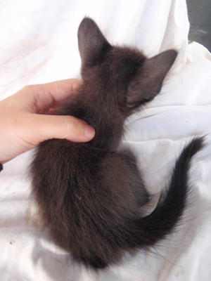 Dark Chocolate 2 - Domestic Medium Hair Cat