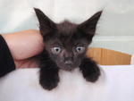 Hi, I am Black Coffee 1.