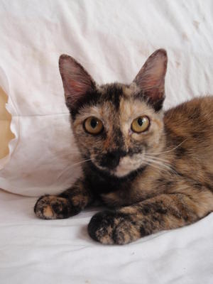 Biscuit Girl - Domestic Medium Hair Cat