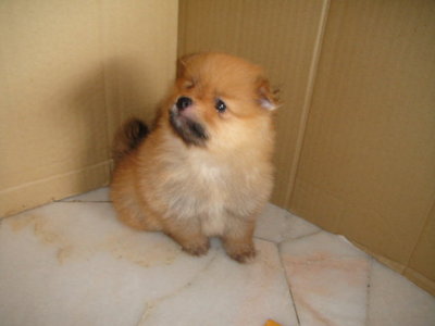 Pom Puppy  - Pomeranian Dog