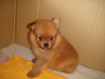 Pom Puppy  - Pomeranian Dog