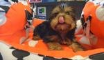 Silky Terrier - Show Quality - Silky Terrier Dog