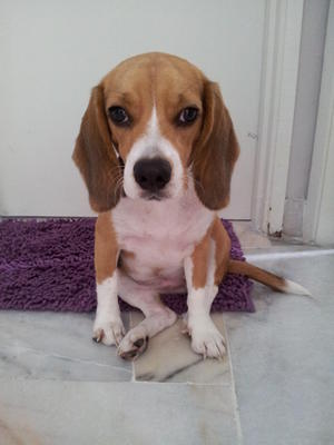 Mocha - Beagle Dog
