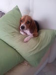 Mocha - Beagle Dog