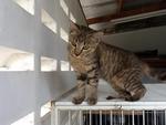 Belli - Female - 7 months (Adopted by Hanim on 130912)